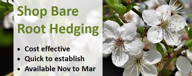Shop Bare Root Hedging